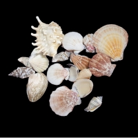 Muscheln (gemischt, 4-8 cm)